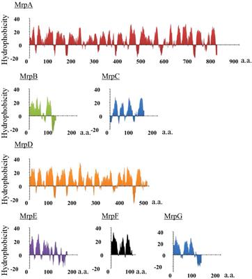 Mrp Antiporters Have Important Roles in Diverse Bacteria and Archaea